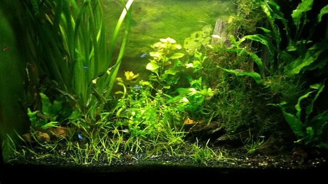 372623egalsnid_0_85_aquariu.jpg