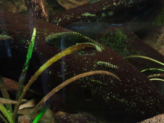 373432_0_82_sewellia1.jpg
