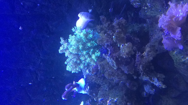 374558aquaria17_0_84_image1_4.jpg