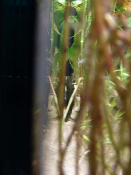 375685_0_82_aquarium_115.jpg