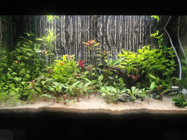 376431martinc_0_85_aquariu.jpg