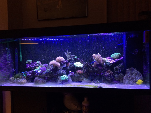 377873aquaria17_0_84_image3.jpg