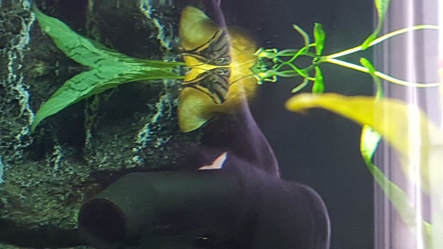 385835ricky697_0_85_aquariu.jpg