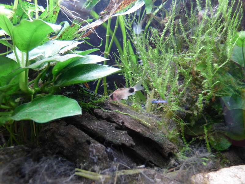 391664_0_82_aquarium_105.jpg