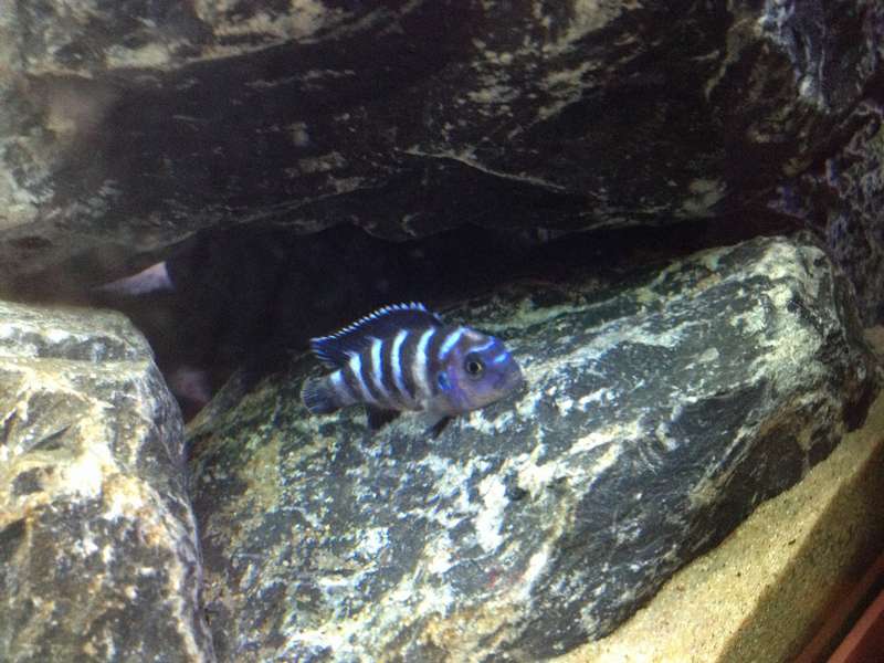 391732_0_82_demasoni_alive_3.jpg