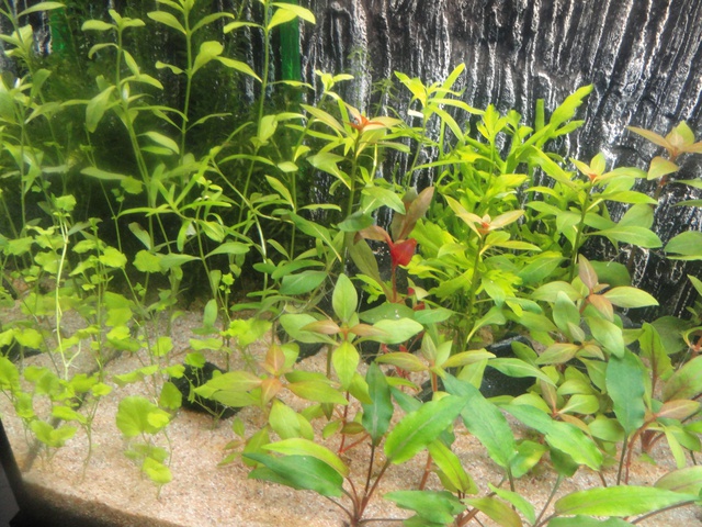 392551martinc_0_85_aquariu.jpg