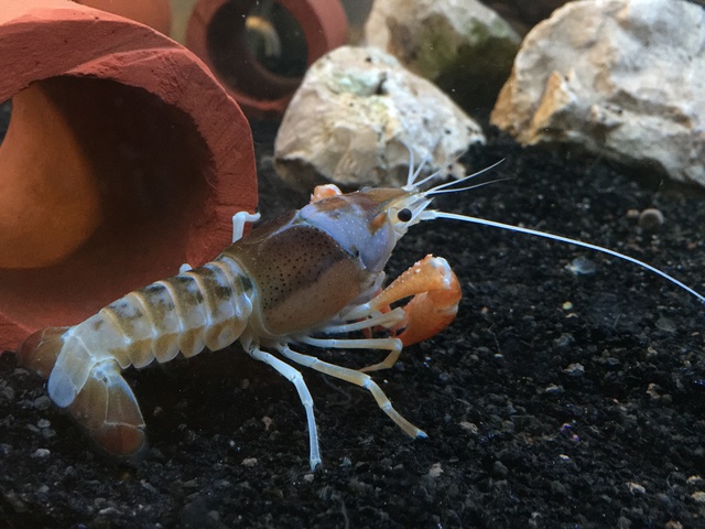 392844pirke64_0_85_aquariu.jpg