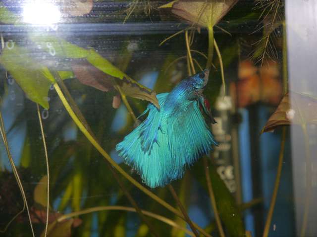 396573_0_82_aquariums_jan_2014_034.jpg
