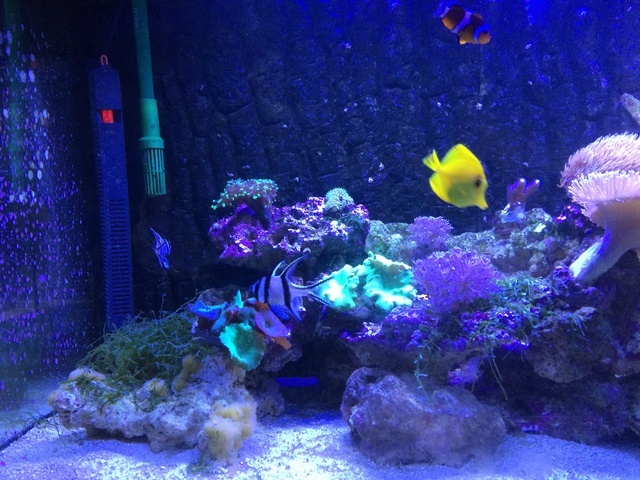 396965aquaria17_0_84_image3.jpg
