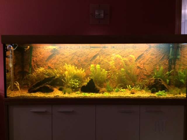397965tamara1988_0_82_aquarium_26.jpg