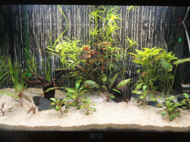 399214martinc_0_85_aquariu.jpg