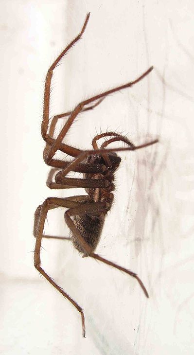 399px-Tegenaria_spc.jpg