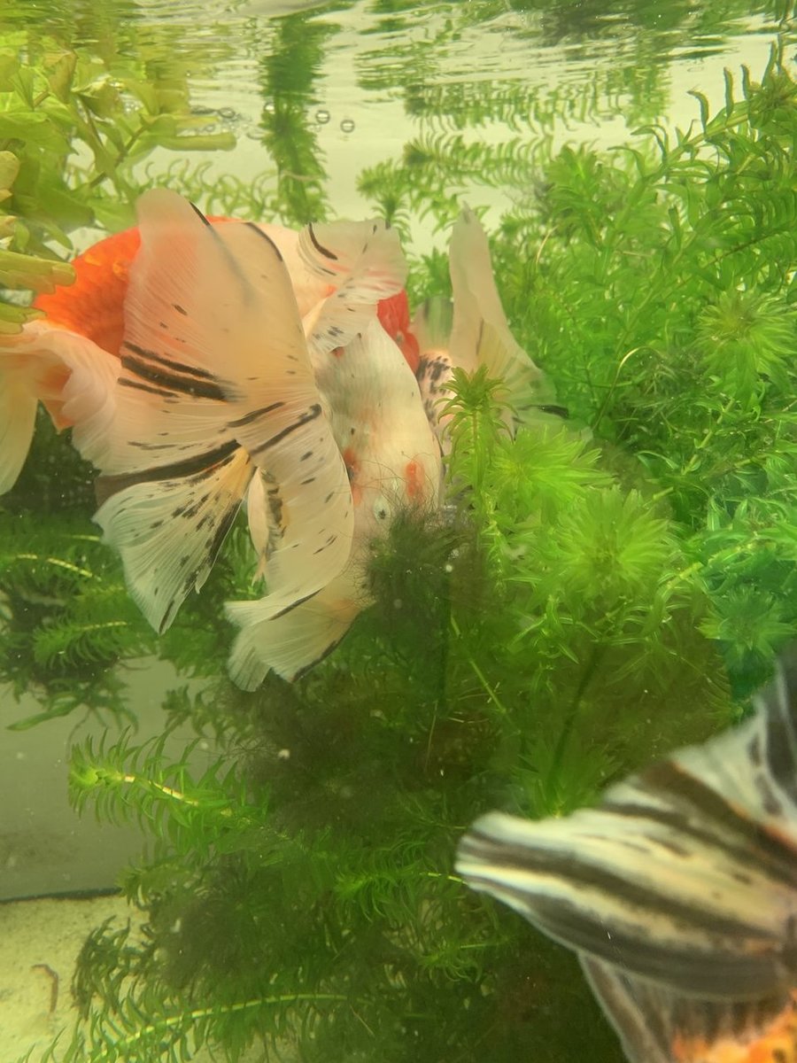 3AF37BB8-C920-44F1-A9F9-2319DC781EE2.jpeg