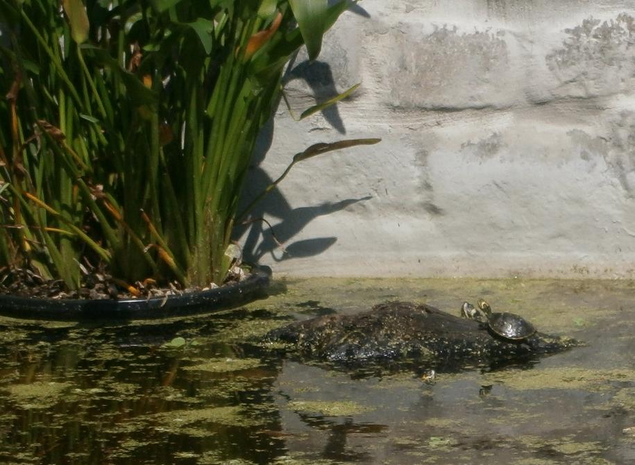 3schildpadden.jpg