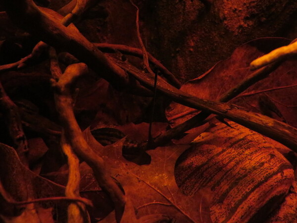 40748064_Unknown.JPG