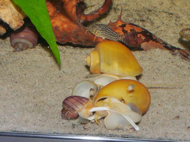 412133_0_82_aquariums_dec_13_028.jpg