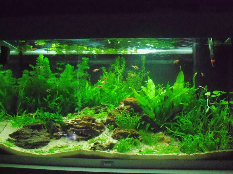 412212deplantenman_0_82_foto_aquarium_001.jpg