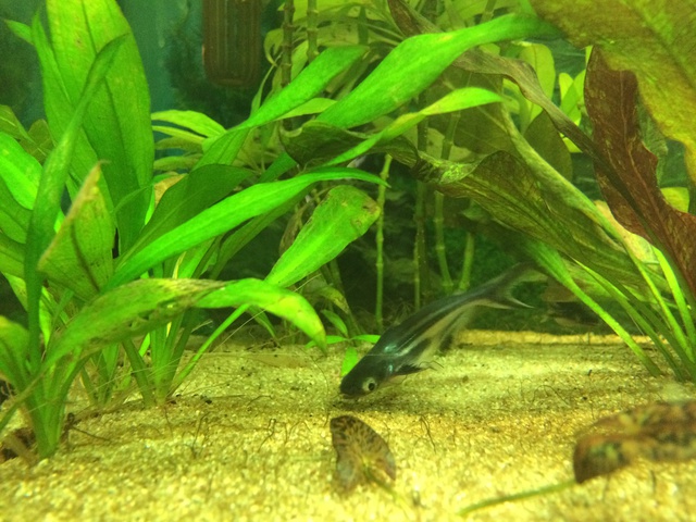 412354aquaria17_0_84_image5.jpg
