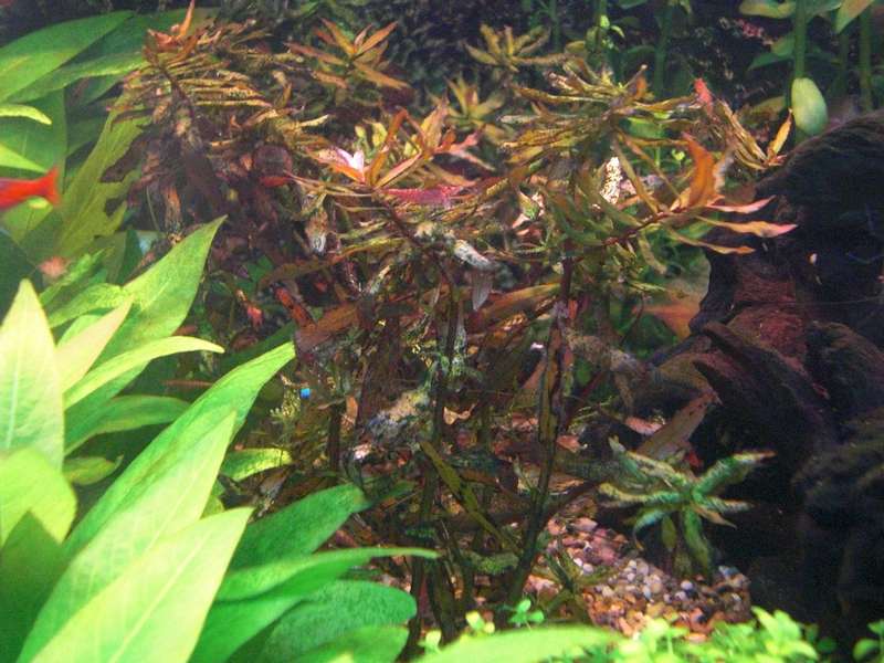 412826benvo_0_82_rotala_rotundifolia_of_ammania_rotundifolia.jpg