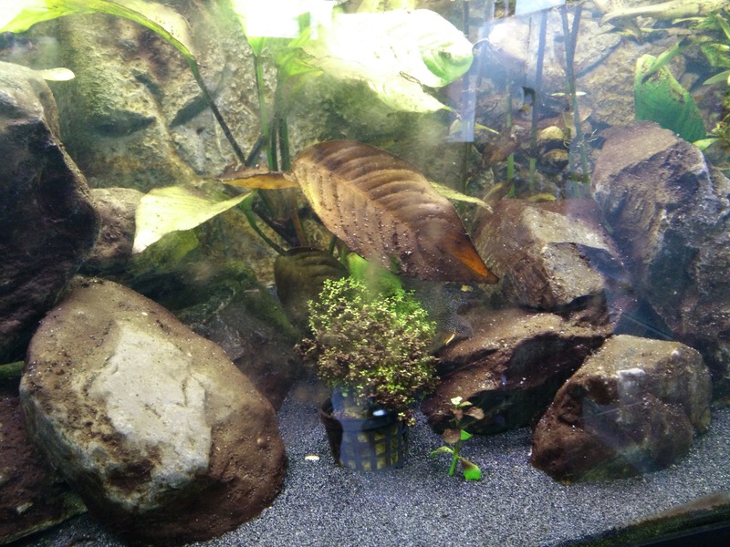413967tribbus88_0_85_aquariu.jpg