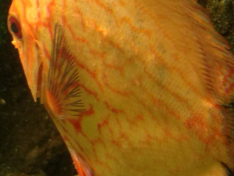 414523scuba5_0_82_img_1072.jpg