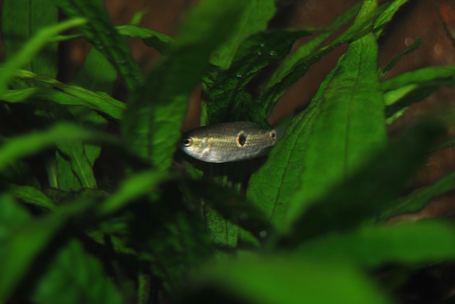 415325rrj_0_85_parasphaerichthys_ocellatu.jpg