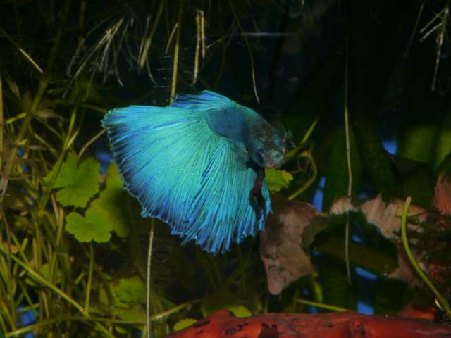 416767_0_82_aquariums_dec_13_027.jpg