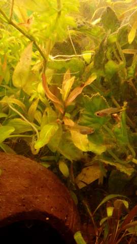 419344_0_82_img_20150502_135232.jpg
