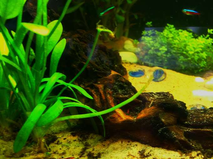 421185_0_82_aquarium_160_liter.jpg