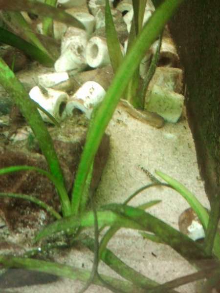 421861_0_82_2sewellia.jpg
