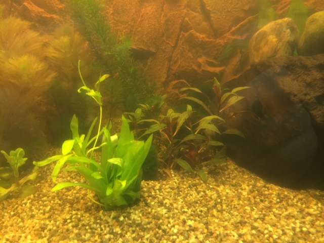 428517tamara1988_0_82_aquarium_8.jpg