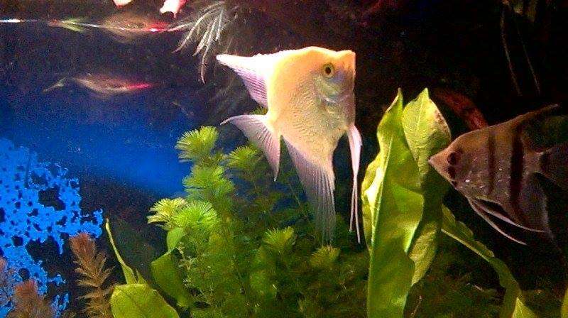 432576kenaquarium_0_82_10721183_963221590361360_1763772182_n.jpg
