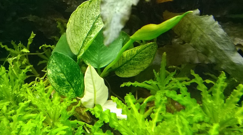 433531backplay_0_84_anubias_white__012.jpg