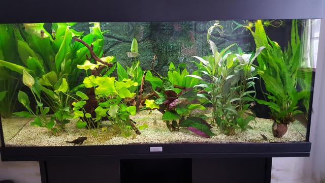 433566ricky697_0_85_aquariu.jpg