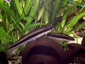 433869bigsmoke_0_82_crossocheilus_siamensis.jpg