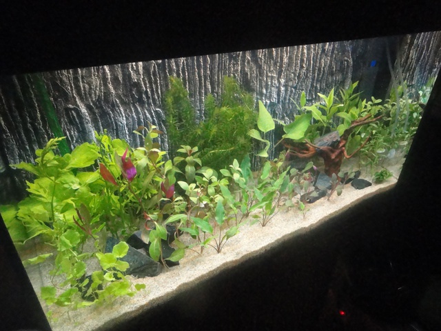 435916martinc_0_85_aquariu.jpg