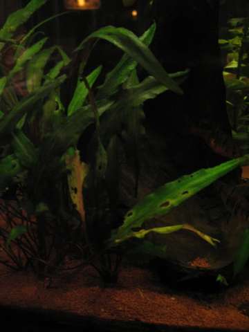 436719_0_82_img_2187.jpg