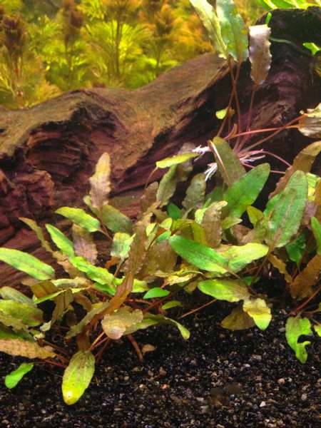 436962mhuibers_0_82_plant_aquarium3.jpg
