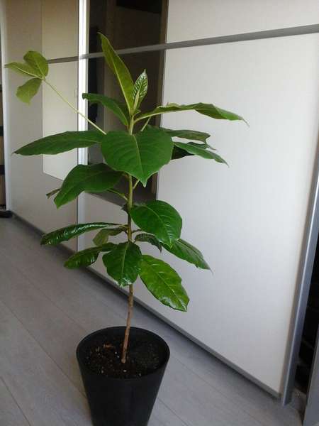 437488_0_82_terminalia_catappa.jpg