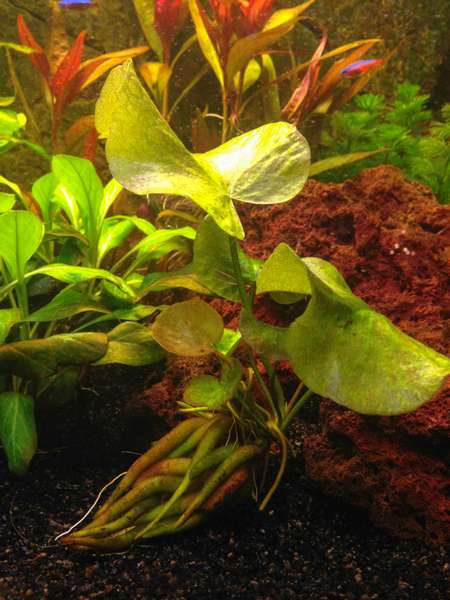 438851mhuibers_0_82_plant_aquarium7.jpg