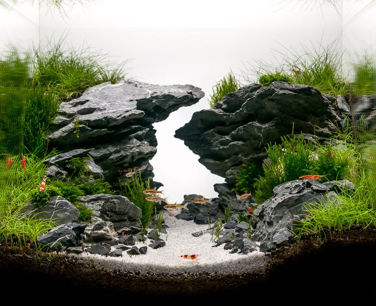 439f557d4a3a6ee014ed035a555ca4d8--aquascape-aquarium-nano-aquarium.jpg
