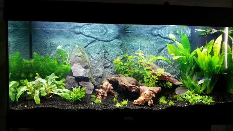 443526ricky697_0_82_aquarium_13.jpg
