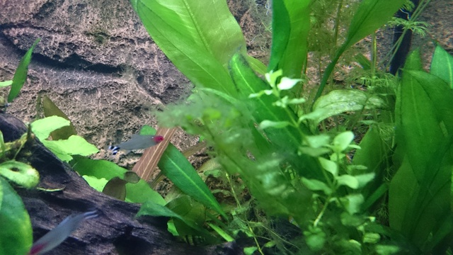446478wim1943_0_85_20151.jpg