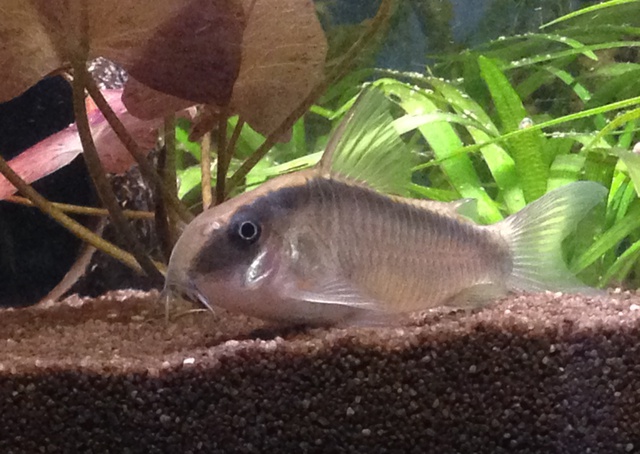 447478sanneke80_0_85_2016_superfish_home_6.jpg