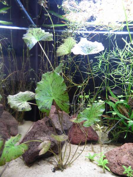 447842_0_82_aquarium_111.jpg