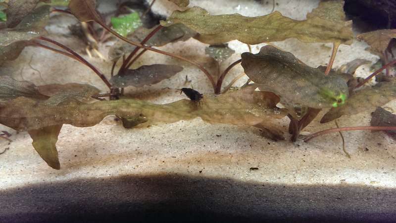 451697camponotus_0_82_imag6380.jpg
