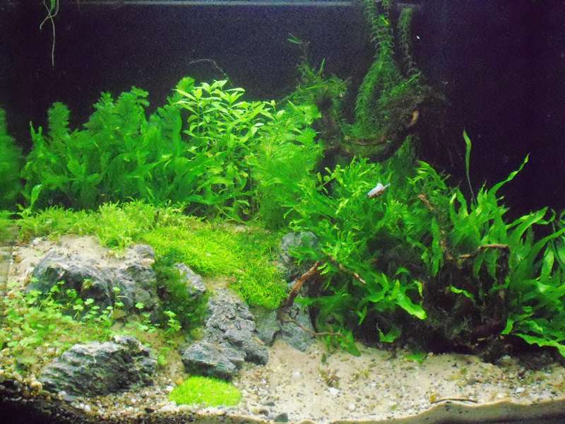 451728deplantenman_0_82_foto_aquarium_004.jpg