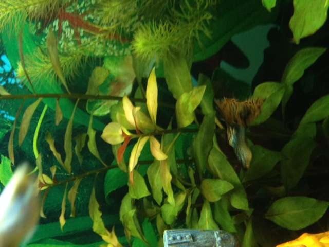 451827roger1980_0_82_plant_4.jpg