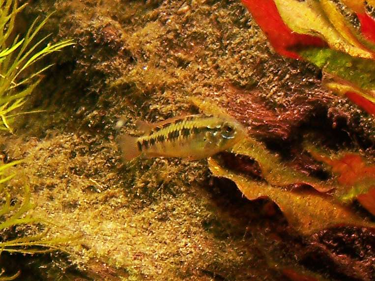 453151toorn_0_82_apistogramma_female.jpg