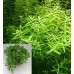 454546_0_82_rotala_sp.jpg